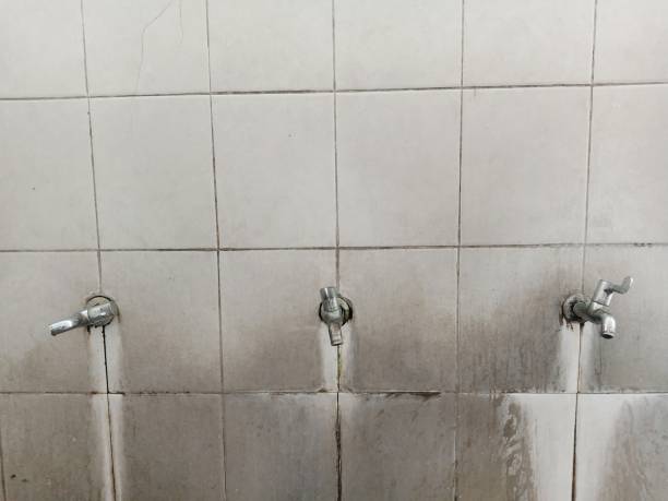 Best Mold removal after water damage  in Arkwright, SC
